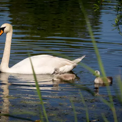 3B9C1060.jpg of 400mm/