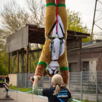 3B9C6257.jpg of cons/Fursuit-Bungeejumping-2016/