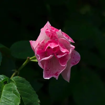 st-15.jpg of dslr/random/