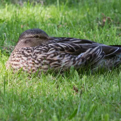 3B9C1039.jpg of 400mm/