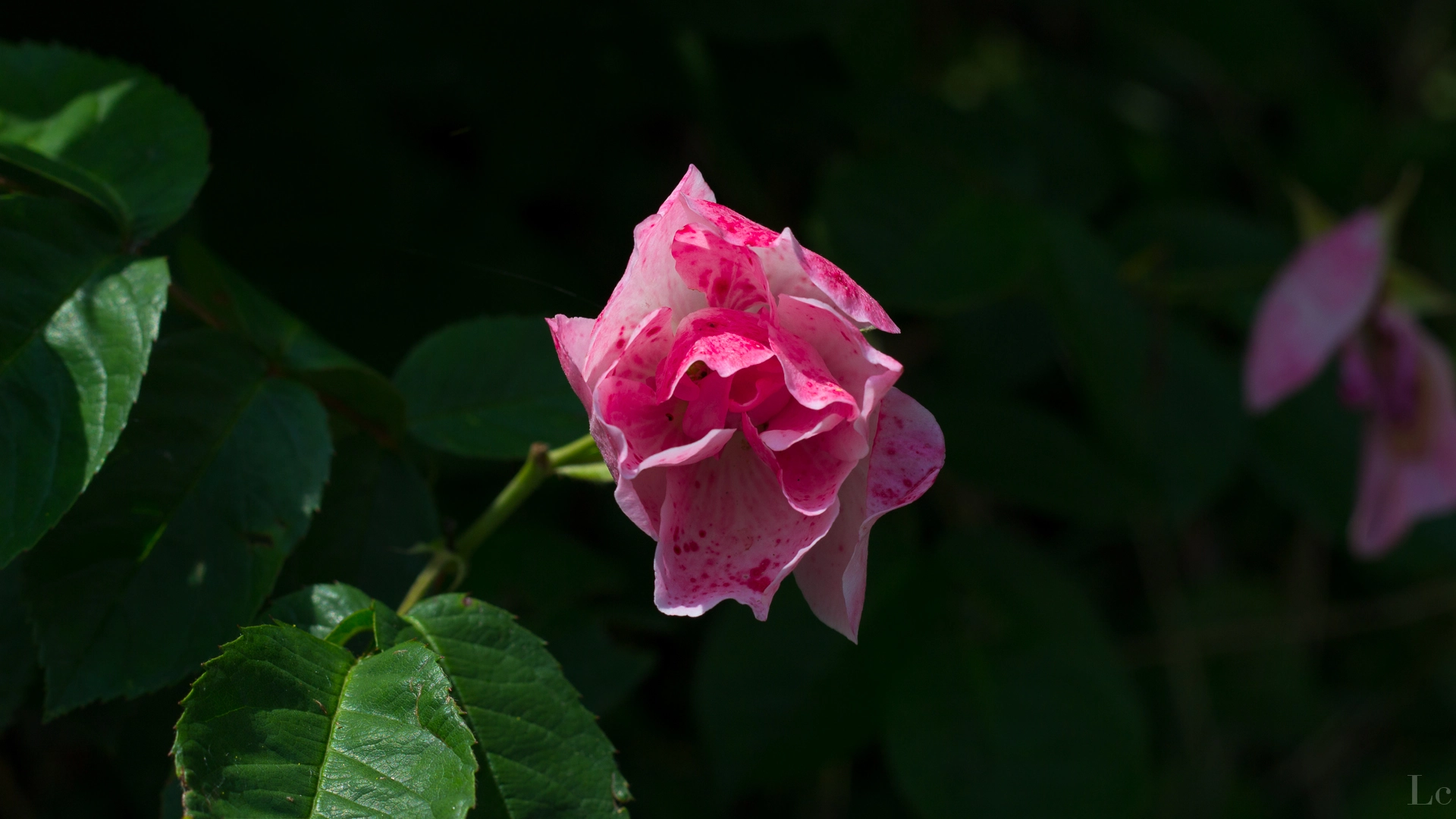 full image st-15.jpg