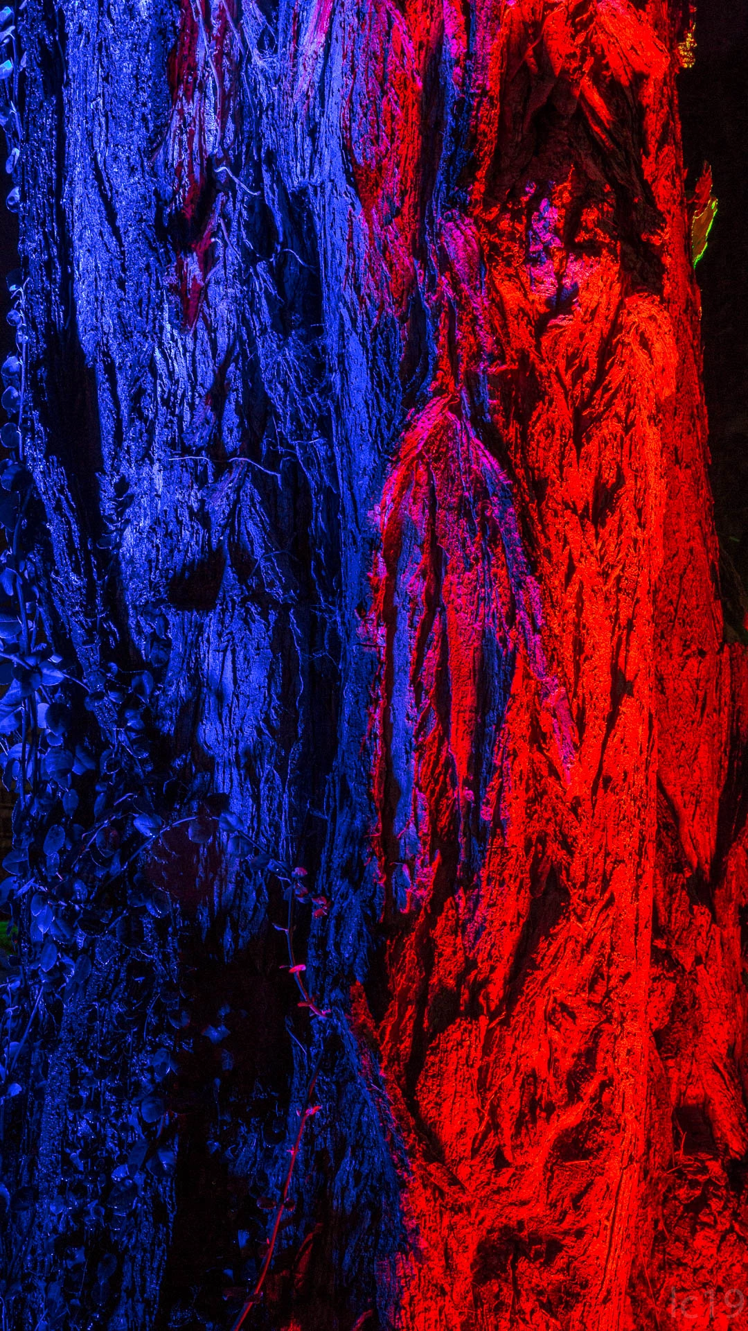 full image wl-2.jpg