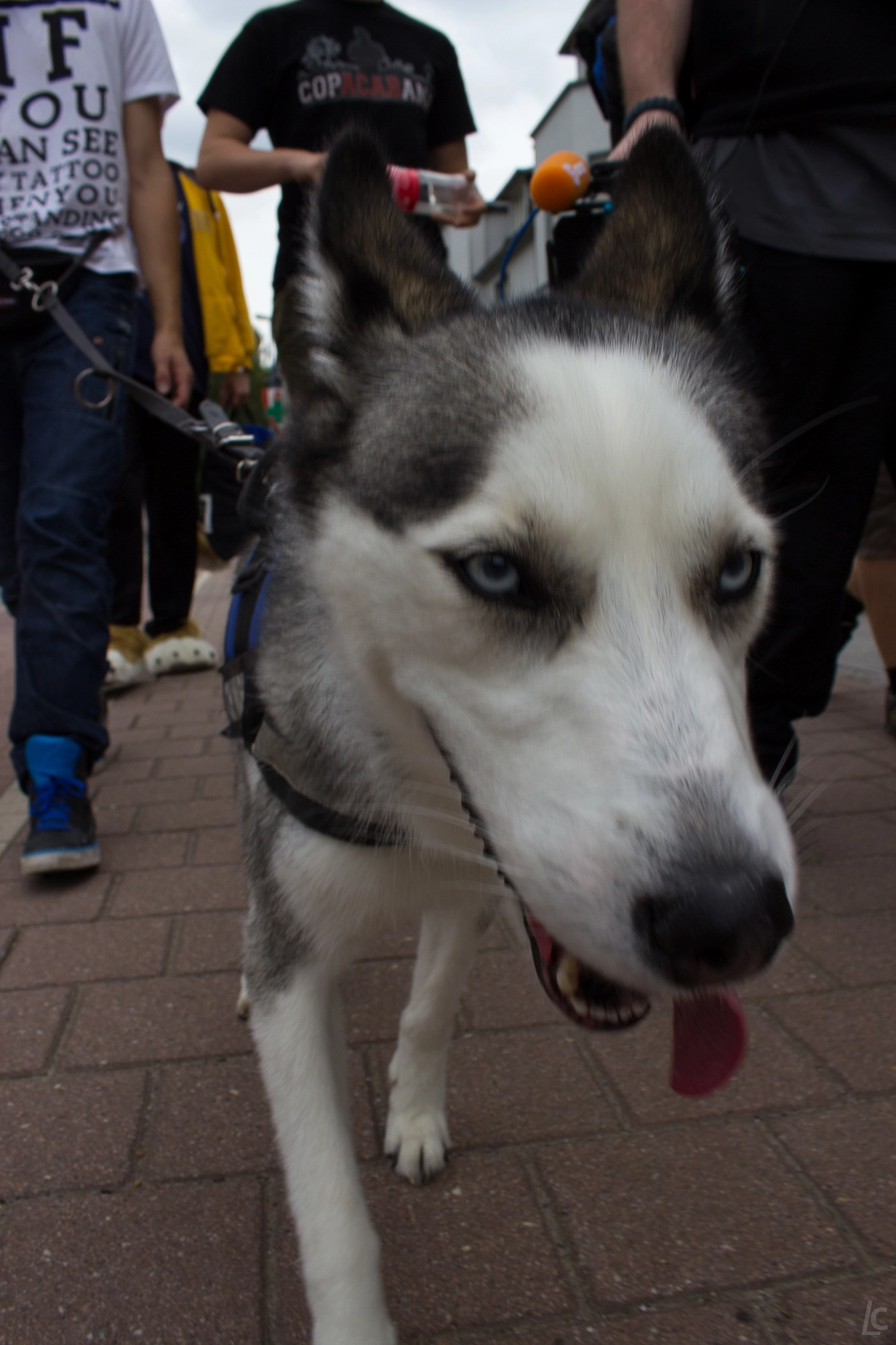 full image img-31.jpg